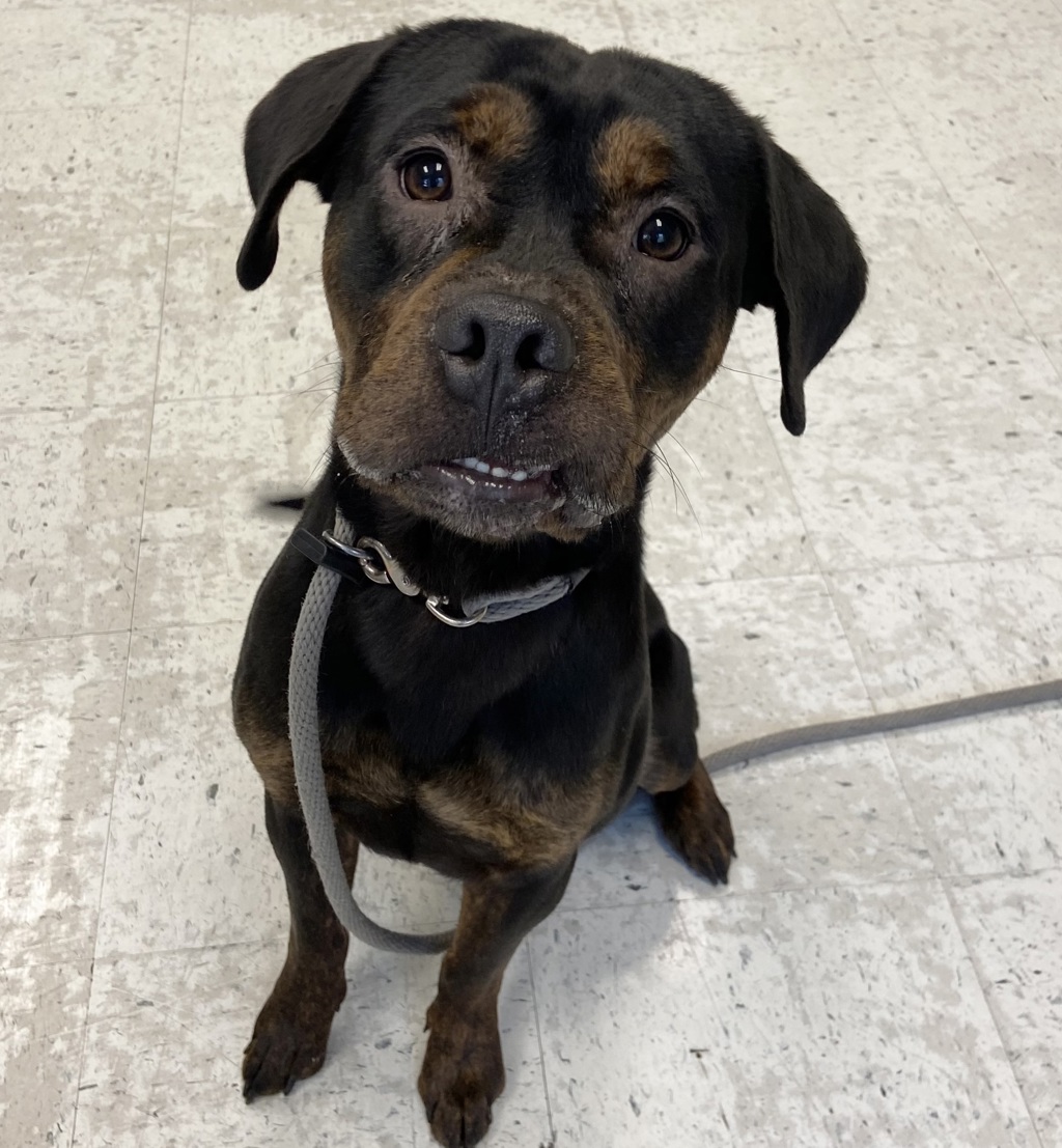 Shelter Stray Male Dog last seen Near S 2700 E, Holladay, UT, 84124, 511 W 3900 S, Salt Lake City, UT 84123, USA