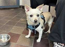 Shelter Stray Male Dog last seen Elder Avenue, BRONX, NY, 10472, 326 E 110th St, New York, NY 10029, USA