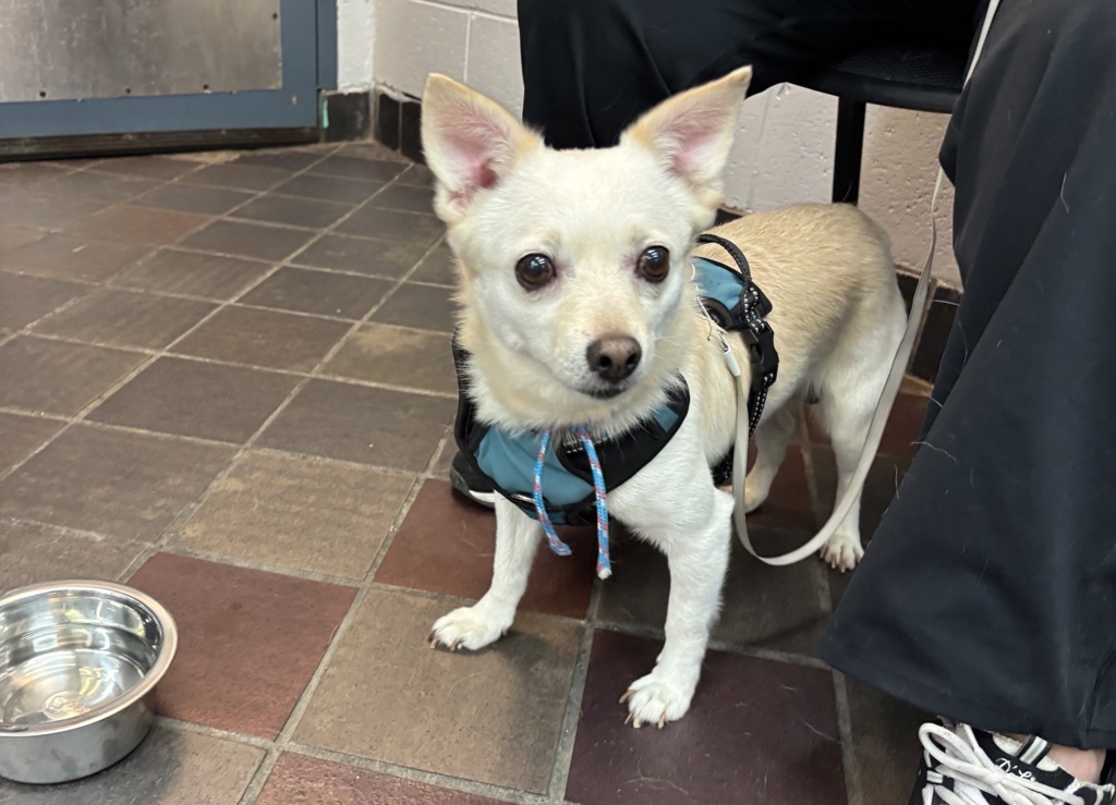 Shelter Stray Male Dog last seen Elder Avenue, BRONX, NY, 10472, 326 E 110th St, New York, NY 10029, USA
