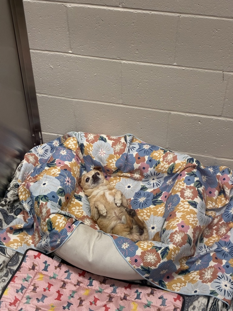 Shelter Stray Male Dog last seen Encina Drive, San Diego, CA, 92114, El Cajon, CA 92020, USA