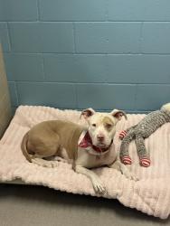Shelter Stray Female Dog last seen Near Joe Crosson Drive, El Cajon, CA, 92020, El Cajon, CA 92020, USA