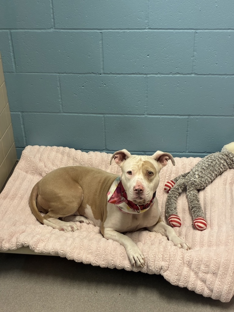 Shelter Stray Female Dog last seen Near Joe Crosson Drive, El Cajon, CA, 92020, El Cajon, CA 92020, USA