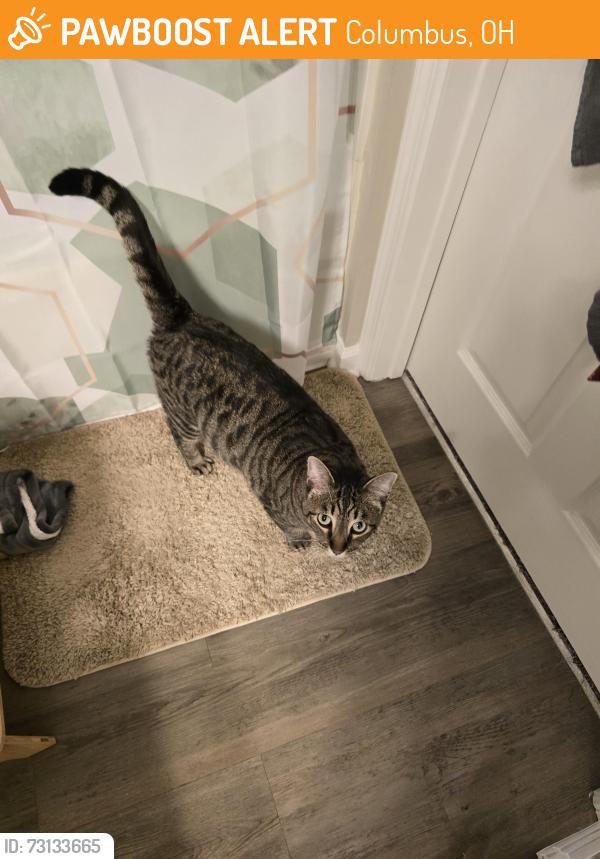 Found/Stray Male Cat last seen Crosswoods, Columbus, OH 43235
