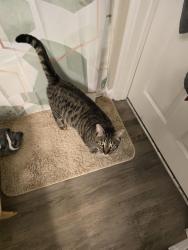 Found/Stray Male Cat last seen Crosswoods, Columbus, OH 43235