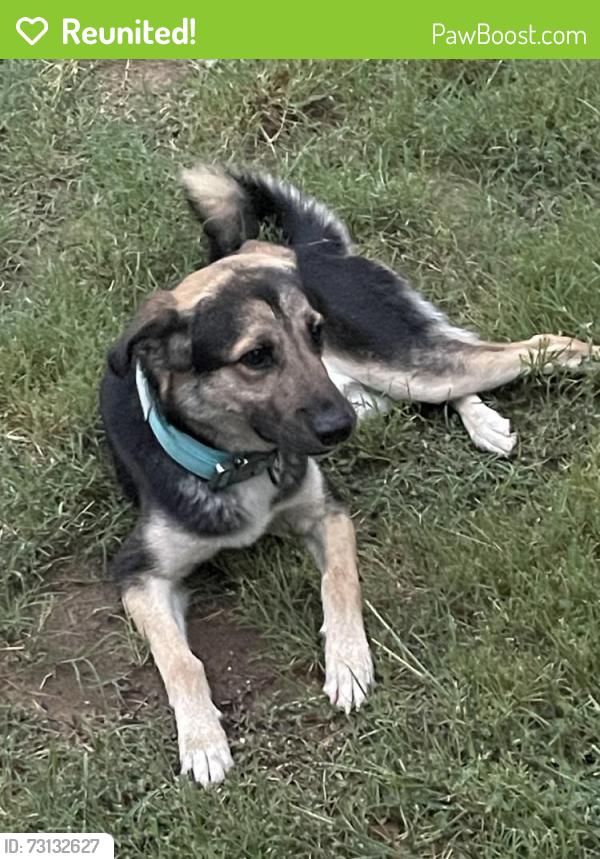 Reunited Male Dog last seen Near Sundance Trail, Aubrey, TX 76227, USA, Aubrey, TX 76227