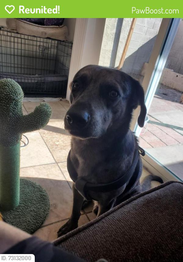Reunited Male Dog last seen 48th and Broadway, Phoenix, AZ 85040