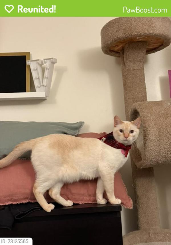 Reunited Male Cat last seen Near Flagstaff Ct N, Rosemout MN, Rosemount, MN 55068