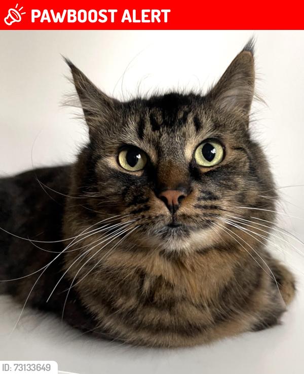 Lost Male Cat last seen Sussex, Westlake, Rose Valley, West Kelowna, BC V1Z 1B5