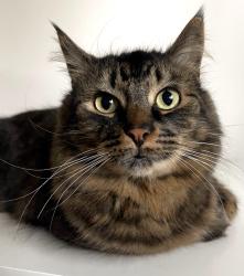 Lost Male Cat last seen Sussex, Westlake, Rose Valley, West Kelowna, BC V1Z 1B5