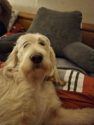 Lost Female Dog last seen Near Paradise road, Modesto, CA 95358