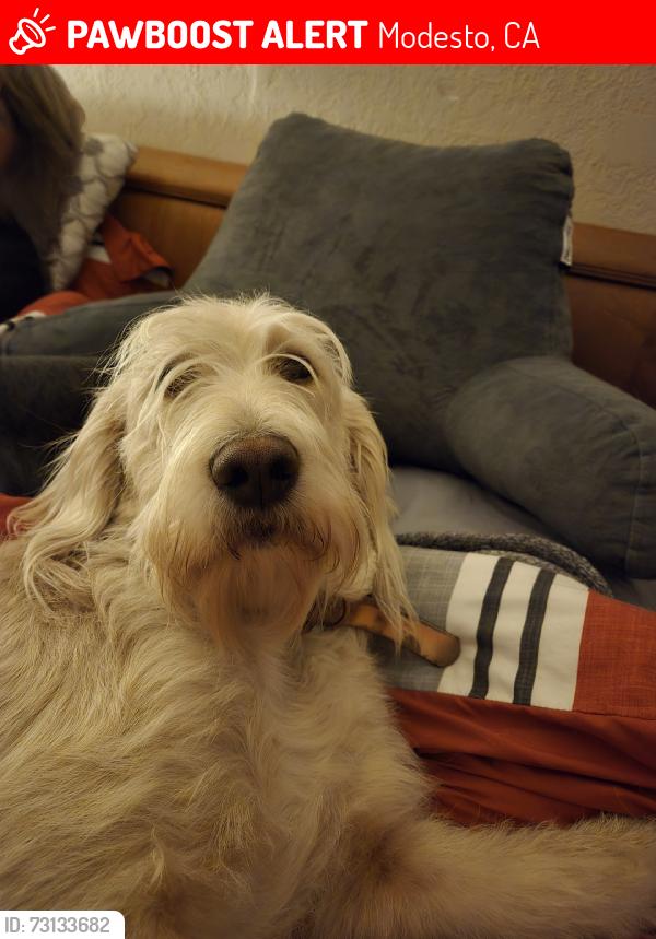 Lost Female Dog last seen Near Paradise road, Modesto, CA 95358