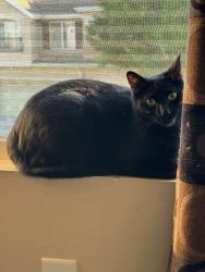 Reunited Female Cat last seen Near W 3100 S, West Valley City, UT 84119