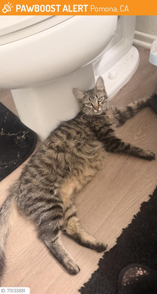 Found/Stray Female Cat last seen Mission Blvd and Appian Way, Pomona, CA 91766