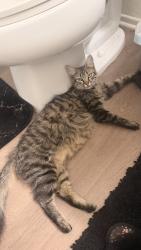 Found/Stray Female Cat last seen Mission Blvd and Appian Way, Pomona, CA 91766