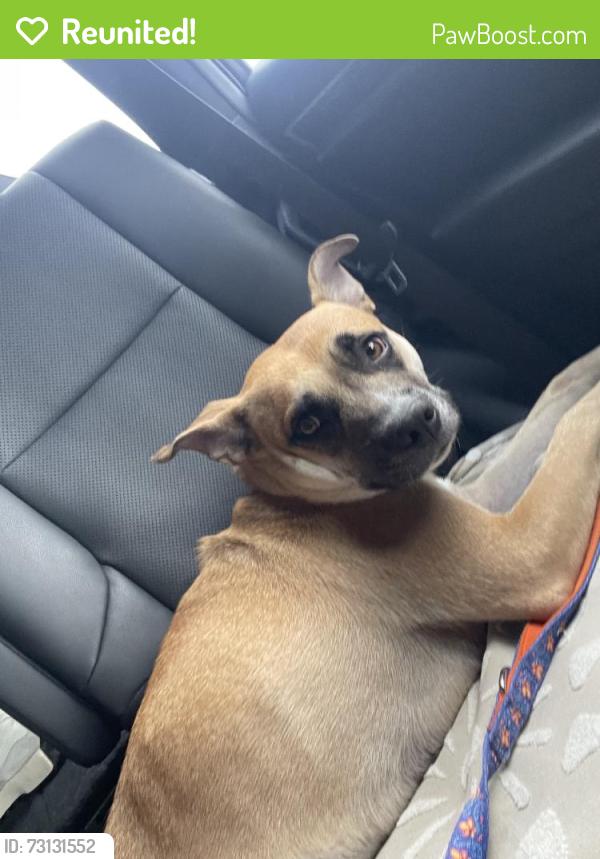 Reunited Female Dog last seen Near Panorama Ln, Santa Cruz, CA 95060, USA, Santa Cruz, CA 95060