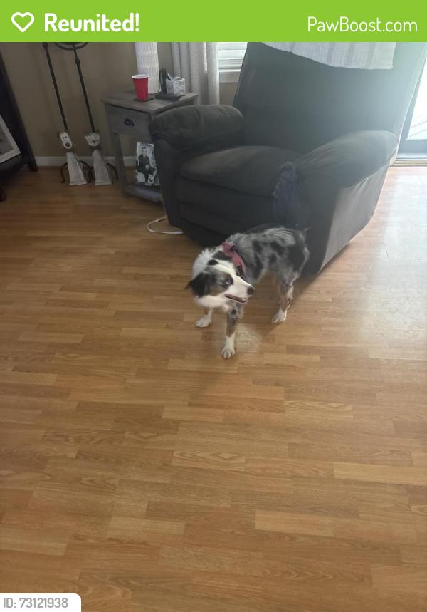 Reunited Female Dog last seen Near cropp rd/skyline dr, Fredericksburg, VA 22406