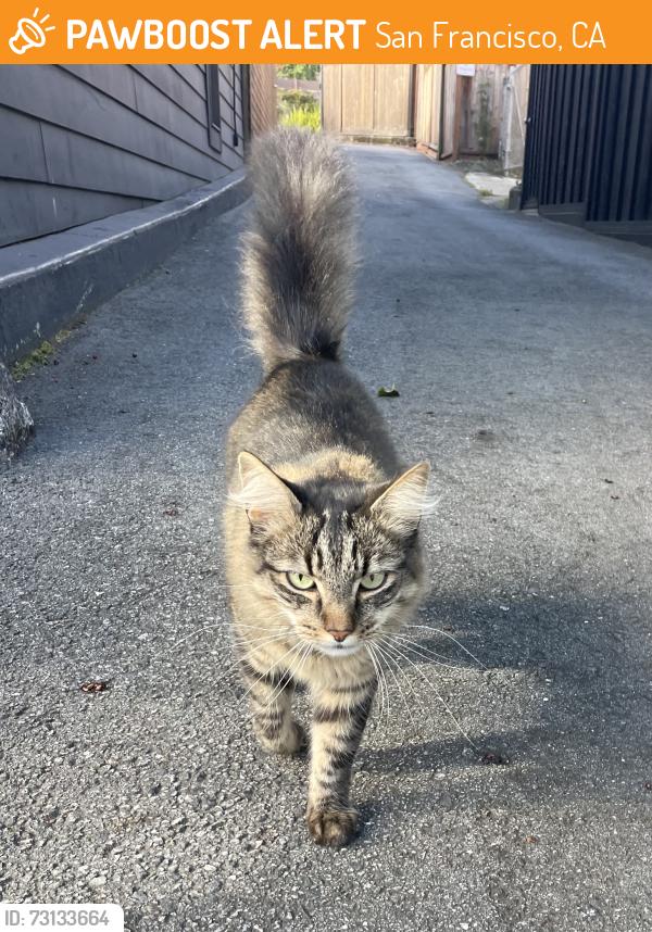 Found/Stray Unknown Cat last seen Cabillo Street/Funston, San Francisco, San Francisco, CA 94118