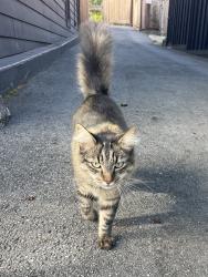 Found/Stray Unknown Cat last seen Cabillo Street/Funston, San Francisco, San Francisco, CA 94118