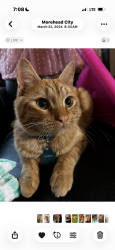 Lost Male Cat last seen Ship St. in Mobile park by green dumpsters, Bridgeton, NC 28560