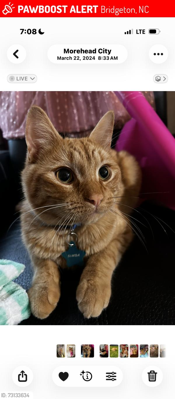 Lost Male Cat last seen Ship St. in Mobile park by green dumpsters, Bridgeton, NC 28560