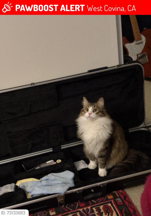 Lost Male Cat last seen Lark Ellen and Cameron Next to the park, West Covina, CA 91791