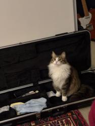 Lost Male Cat last seen Lark Ellen and Cameron Next to the park, West Covina, CA 91791