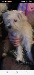 Lost Female Dog last seen Hwy 55, Erwin, NC 28339