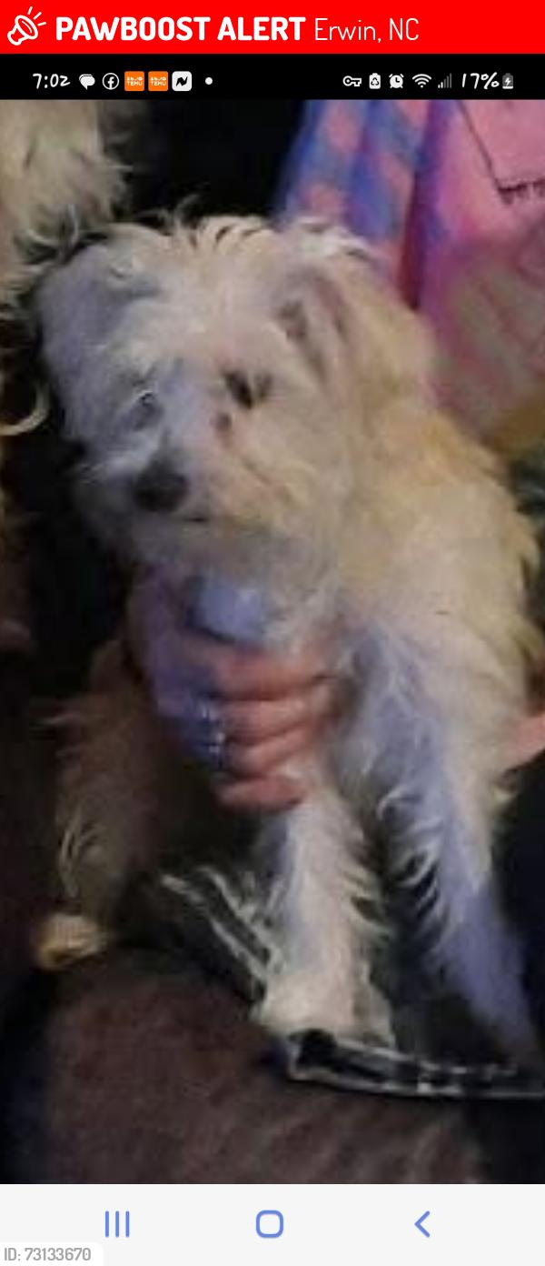 Lost Female Dog last seen Hwy 55, Erwin, NC 28339