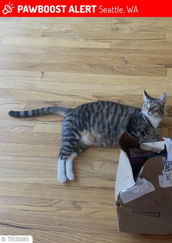 Lost Male Cat last seen View Ridge Neighborhood sign, near Hawthorne Hills, Seattle, WA 98115