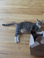 Lost Male Cat last seen View Ridge Neighborhood sign, near Hawthorne Hills, Seattle, WA 98115