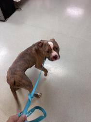 Reunited Male Dog last seen Charles - alpine, Rockford, IL 61108