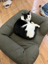 Lost Male Cat last seen Tellis Trl and 89, Doney Park, AZ 86004