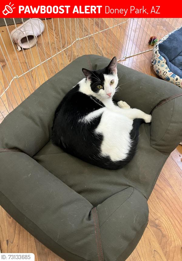 Lost Male Cat last seen Tellis Trl and 89, Doney Park, AZ 86004