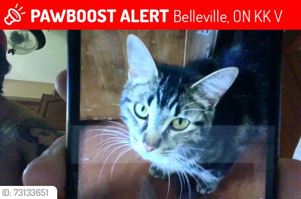 Lost Female Cat last seen Near harmony road corbyville ontario, Belleville, ON K0K 1V0
