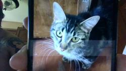 Lost Female Cat last seen Near harmony road corbyville ontario, Belleville, ON K0K 1V0