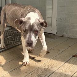 Shelter Stray Female Dog last seen , 980 Guilford College Rd, Greensboro, NC 27409, USA