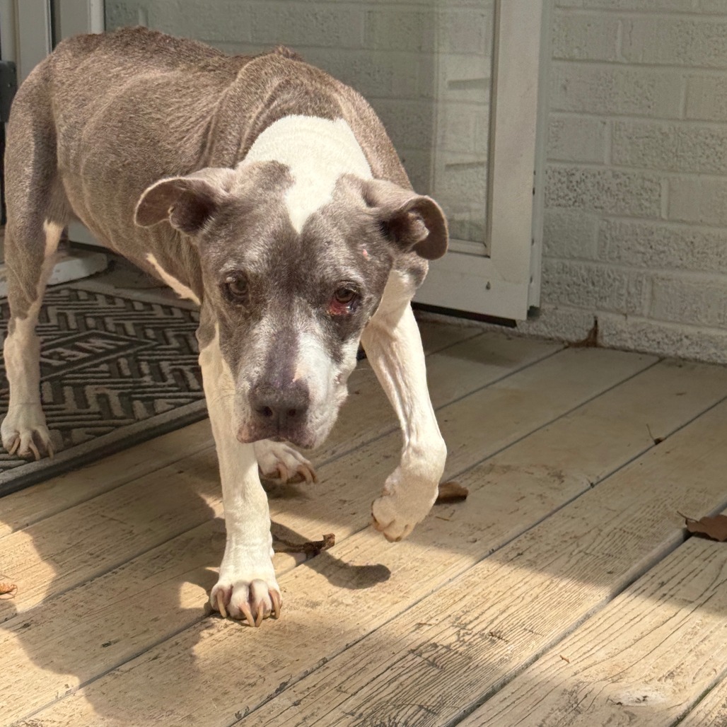 Shelter Stray Female Dog last seen , 980 Guilford College Rd, Greensboro, NC 27409, USA