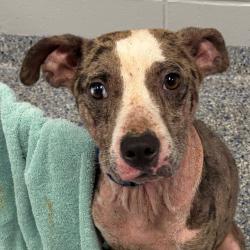 Shelter Stray Male Dog last seen , 328 Furman Hall Rd, Greenville, SC 29609, USA