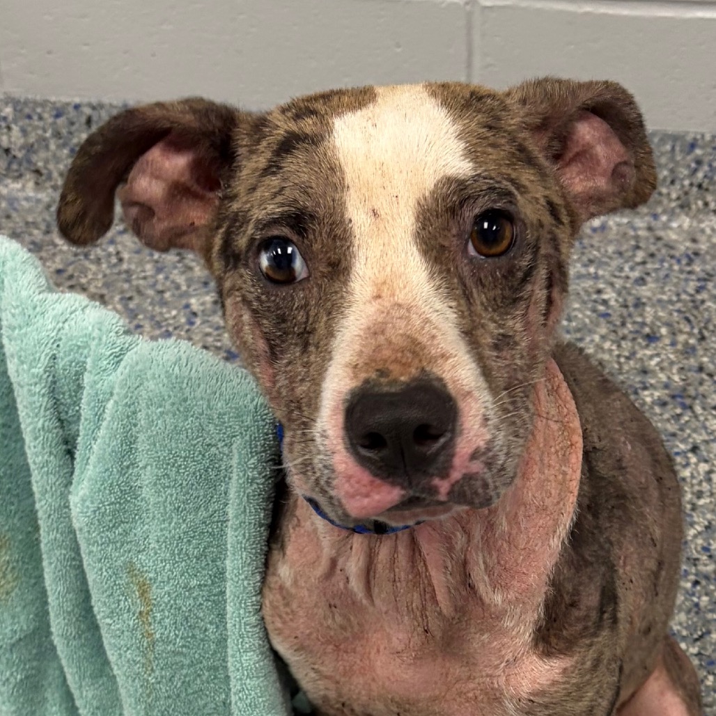 Shelter Stray Male Dog last seen , 328 Furman Hall Rd, Greenville, SC 29609, USA