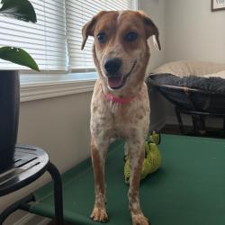 Shelter Stray Female Dog last seen , 328 Furman Hall Rd, Greenville, SC 29609, USA