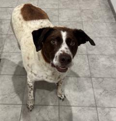 Reunited Male Dog last seen remington ridge, Cleburne, TX 76033