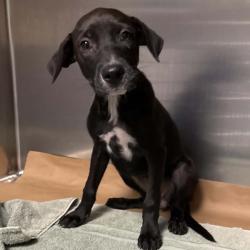 Shelter Stray Female Dog last seen , 328 Furman Hall Rd, Greenville, SC 29609, USA