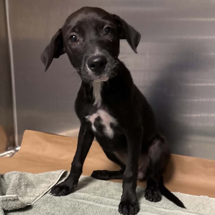 Shelter Stray Female Dog last seen , 328 Furman Hall Rd, Greenville, SC 29609, USA