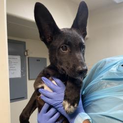 Shelter Stray Female Dog last seen , 361 S Raymond Ave, Pasadena, CA 91105, USA