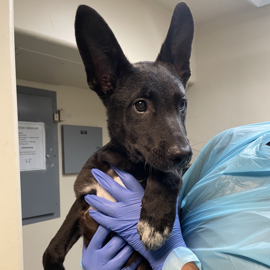 Shelter Stray Female Dog last seen , 361 S Raymond Ave, Pasadena, CA 91105, USA