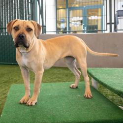 Shelter Stray Female Dog last seen , 361 S Raymond Ave, Pasadena, CA 91105, USA