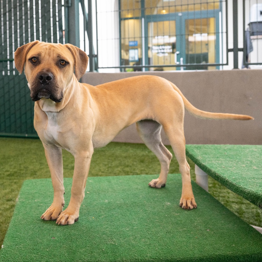 Shelter Stray Female Dog last seen , 361 S Raymond Ave, Pasadena, CA 91105, USA