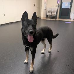 Shelter Stray Male Dog last seen , 361 S Raymond Ave, Pasadena, CA 91105, USA