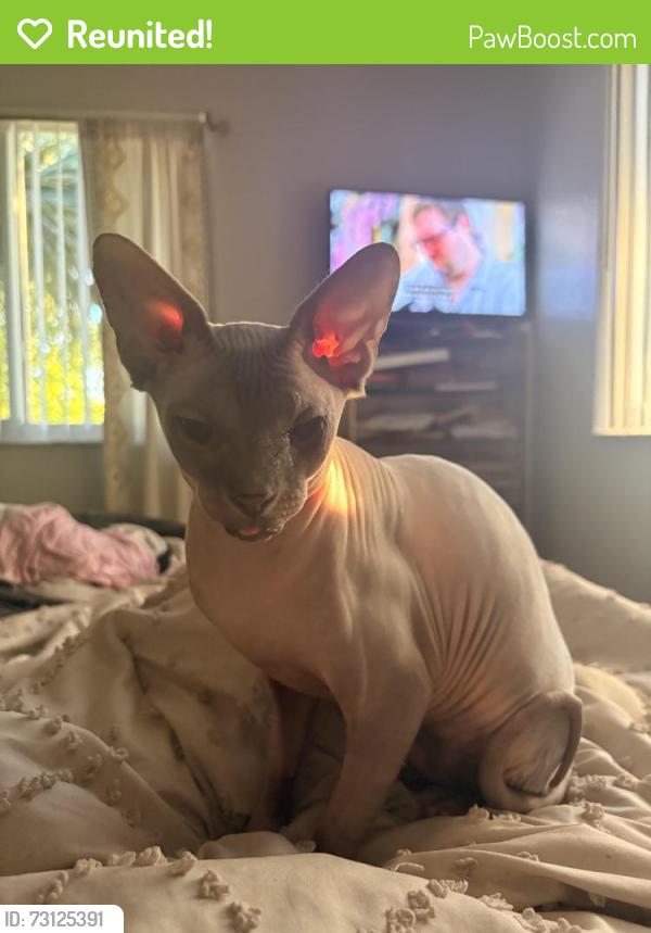 Reunited Female Cat last seen Dixie Court Apartments, Fort Lauderdale, FL 33311