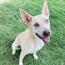 Shelter Stray Female Dog last seen , 2951 S 1st St, Cabot, AR 72023, USA